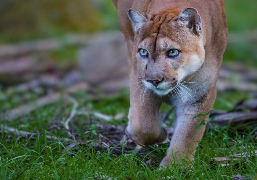 Q9IpJ6kR96Vp2RcihdbQDSivlVModpcnW3OmkLIJ