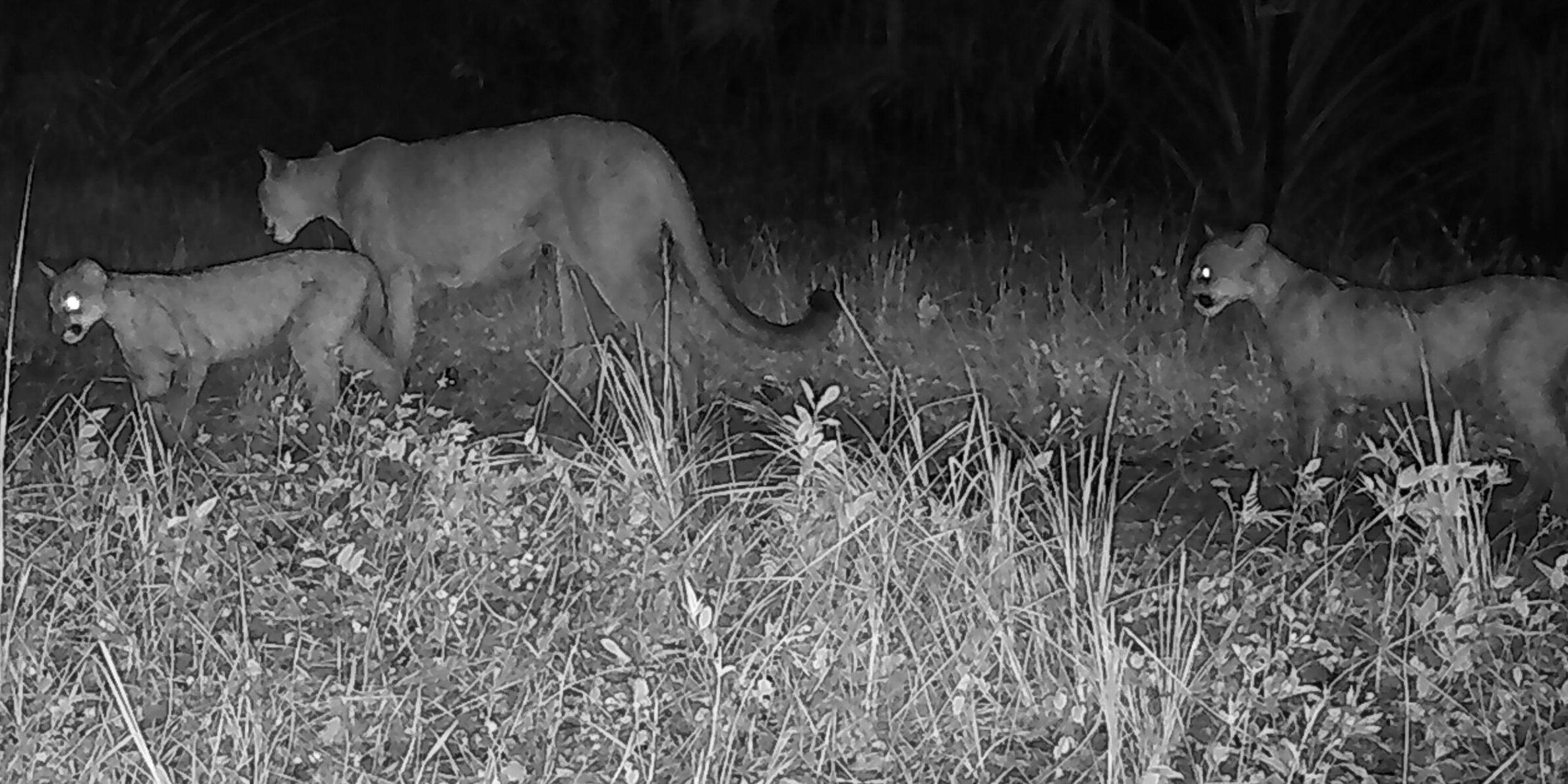 panther family walking
